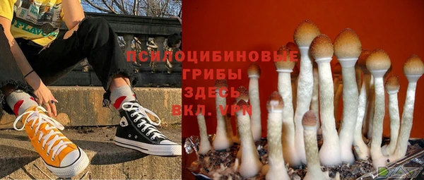 сатива Коряжма